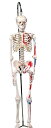 【送料無料】【無料健康相談 対象製品】3B社　ショーティー　1/2縮尺型全身骨格モデル　筋・起始／停止色表示型　吊り下げスタンドモデル（A18/6） 人体模型