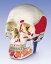 【送料無料】【無料健康相談 対象製品】3B社　頭蓋骨模型 頭蓋下顎開放・筋色表示3分解モデル (a22-1) 人体模型
