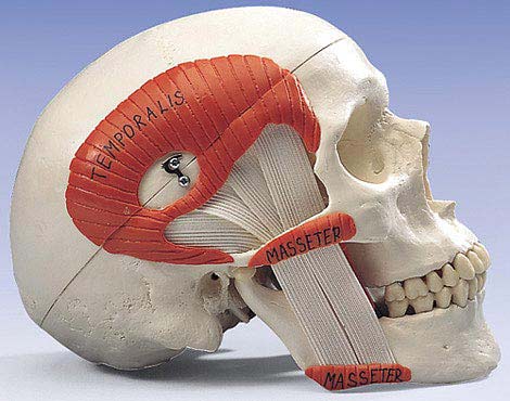 TMJ(顎関節)頭蓋モデル。 側頭筋咬筋は右側内側翼突筋外側翼突筋は左側に付いており咀嚼のあり方や顎関節症を説明するのに最適です。平ゴムのため伸縮性があり開口できます。左側は顎関節を露出してあり頭蓋冠は取り外せます。 *平ゴムの負荷により下顎部が右側に傾く傾向にあります。予めご了承ください 脳5分解モデル（C18）取付け可能 頚椎スタンド取付可能 (頚椎スタンド使用時は"脳5分解モデル（C18）"の取付はできません) 【1105送料無料-s】■キャンペーンID■【koushin0201】free 【koushin0201】point 【koushin0201】sale