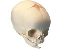 3B社 頭蓋骨模型 胎児の頭蓋モデル (a25) 人体模型