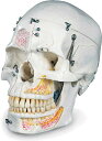 【送料無料】【無料健康相談付】3B社　頭蓋骨模型 頭蓋10分解デラックスモデル (a27) 人体模型