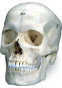 Sytem-Skullシリーズ 3B ScientificのSystem-Skullシリーズは新素材の使用により繊細で複雑な解剖学的構造をより自然に再現することに成功しました。新素材3B BONElike?で作られた骨は実物と区別が難しい程...