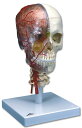 【送料無料】【無料健康相談 対象製品】3B社　頭蓋骨模型 頭蓋脳・頚椎付半側透明7分解モデル (a283) 人体模型