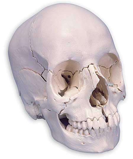 【送料無料】【無料健康相談 対象製品】3B社　頭蓋骨模型 頭蓋骨22分解キットナチュラルカラー仕様 (a290) 人体模型 1