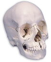 【送料無料】【無料健康相談 対象製品】3B社　頭蓋骨模型 頭蓋骨22分解キットナチュラルカラー仕様 (a290) 人体模型