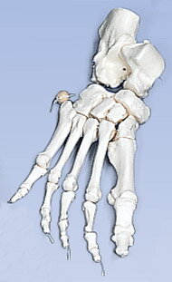 3B社　足骨格模型　A30/2 足の骨モデルナイロン 糸つなぎ 人体模型