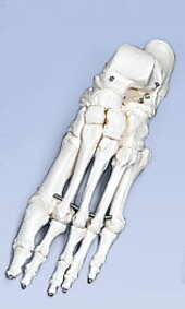 3B社　足骨格模型　A30L 足の骨モデル　ワイヤーつなぎ 人体模型