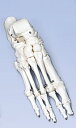 3B社　足骨格模型　A30R 足の骨モデルワイヤーつなぎ 人体模型