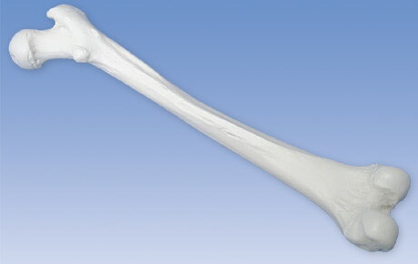 3B社　大腿骨模型　A35/1R 大腿骨モデル 人体模型