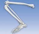 【送料無料】【無料健康相談 対象製品】【特価販売】　3B社　下肢骨格模型　自由下肢骨　A35L 自由下肢骨モデル 人体模型