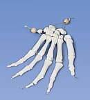 3B社　手骨模型(手根骨・指骨)　A40/2 手の骨モデル　ナイロン糸つなぎ 人体模型