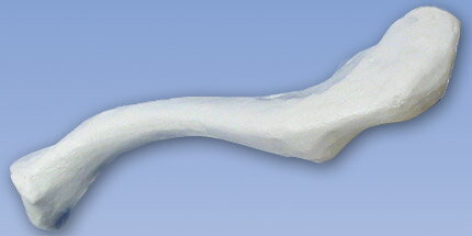 3B社　鎖骨模型　A45/5R 鎖骨モデル 人体模型
