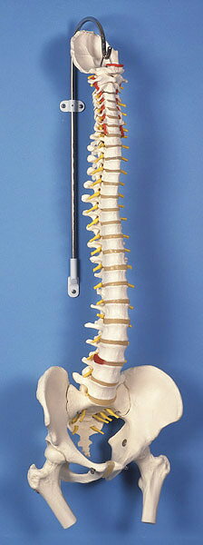 【送料無料】【無料健康相談 対象製品】3B社　脊柱模型 脊柱可動型モデル大腿骨付 (a58-2) 人体模型