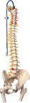 【送料無料】【無料健康相談 対象製品】3B社　脊柱模型 脊柱可動型モデル延髄馬尾大腿骨付 (a58-6) 人体模型