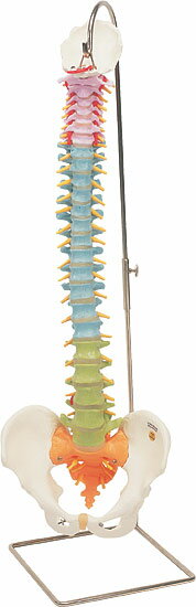 【送料無料】【無料健康相談 対象製品】3B社　脊柱模型 脊柱可動型カラーモデル (a58-8) 人体模型