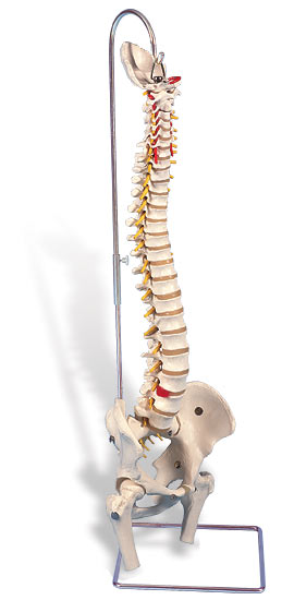 【送料無料】【無料健康相談 対象製品】3B社　脊柱模型 脊柱可動型モデル金属管使用タイプ大腿骨付 (a59-2) 人体模型