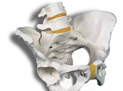 【特価販売】 3B社 骨盤模型 女性骨盤モデル （a61) 人体模型