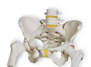 【送料無料】【特価販売】3B社骨盤模型　女性骨盤モデル大腿骨付（a62）smtb-s】 人体模型