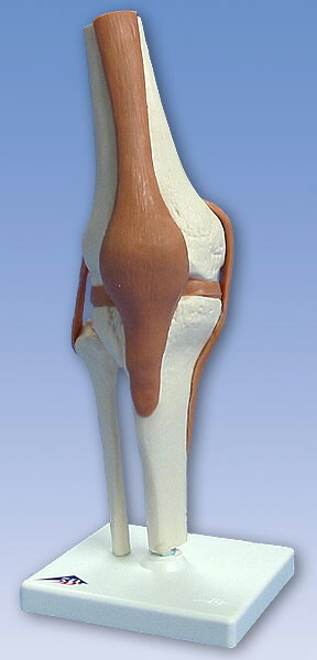 【送料無料】3B社 靭帯付膝関節模型 膝関節機能モデル (a82) 人体模型