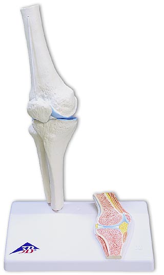 膝関節模型：3B Scientific?ミニ関節シリーズ 機能性が魅力の1/2サイズ・ミニ関節。小型ながら実物大と同様な学術的詳細を備えスタンド部には断面図も表示しているので外観とあわせて内部の様子も説明できます。 膝蓋骨は伸縮性のあるコー...