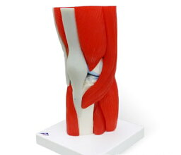 【送料無料】【無料健康相談 対象製品】3B社　筋肉付膝関節模型 膝関節筋付12分解モデル (a882) 人体模型