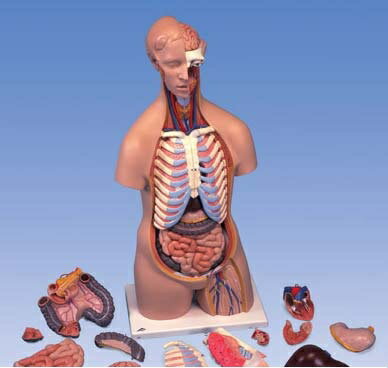 【送料無料】【無料健康相談 対象製品】3B社　トルソー解剖模型 トルソー16分解モデル無性 (b11) 人体模型