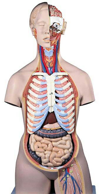 【送料無料】【無料健康相談 対象製品】3B社　トルソー解剖模型 トルソー21分解モデル無性背側開放型 (b17) 人体模型