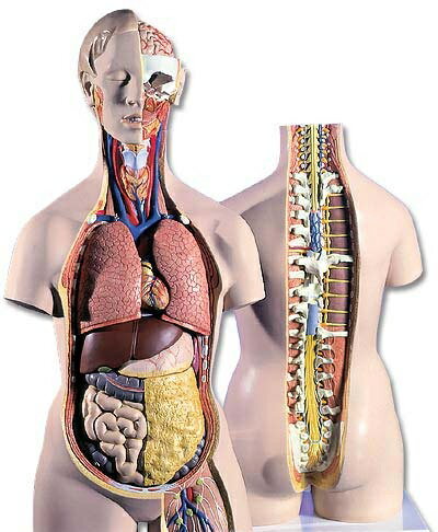 【送料無料】【無料健康相談 対象製品】3B社　トルソー解剖模型 トルソー18分解モデル無性背側開放型 (b19) 人体模型