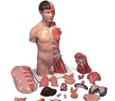 Deluxe-Torsoシリーズ 世界でも類を見ない取り外し可能な6分解の筋肉上肢を備えたトルソーです。人間の上肢の解剖学的詳細を余すことなく示した高い品質は医療系学校の高度な要求にもお応えします。右半身は皮膚を左半身は浅・深層筋神経血管及び骨の構造を表しています。多機能性と学術的な正確さが美しいデザインに包まれています。 次のパーツを取り外せます。 頭部3分解 上肢の筋肉6分解（取り外せる筋：三角筋上腕二頭筋上腕三頭筋橈側手根屈筋付き長掌筋橈側手根伸筋付き腕橈骨筋） 大腿の断端 乳腺付き胸腹壁 左右の肺2分解 心臓2分解 胆嚢付き肝臓 胃2分解 右腎臓前半分 腸4分解 女性生殖器と胎児（脱着可能）3分解 男性生殖器4分解 台座上に設置。 キーカード付 (ラテン語/ドイツ語/英語/フランス語/スペイン語/ポルトガル語/日本語) B42:ヨーロッパ仕様もあります左上肢（腕）は三角筋上腕二頭筋上腕三頭筋橈側手根屈筋付き長掌筋橈側手根伸筋付き腕橈骨筋の6分解が可能です。 02dw09 【1105送料無料-s】■キャンペーンID■【koushin0201】free 【koushin0201】point 【koushin0201】sale上肢筋肉の取り外しが可能な解剖模型