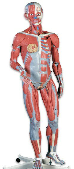 【送料無料】【無料健康相談 対象製品】3B社　筋肉解剖・全身解剖模型 筋肉解剖45分解モデル両性 (b50)