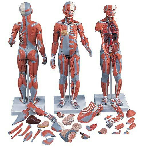 【送料無料】【無料健康相談 対象製品】3B社　筋肉解剖模型 筋肉解剖1/2倍大・33分解モデル両性 (b55) 人体模型
