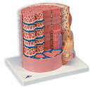 3B MICROanatomy? このモデルは骨格筋繊維とその運動終盤の断面を約10000倍に拡大表示した模型です。絵だけではわかりづらい筋繊維の構造を、立体的にわかりやすく表現しております。 23.5x26x18.5cm1.1kg キーカ...