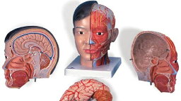 【送料無料】【無料健康相談 対象製品】3B社　頭・頚部模型 頭部頚部付4分解モデルアジア仕様 (c06) 人体模型