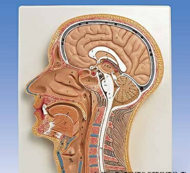 楽天Shop de clinic楽天市場店【送料無料】【無料健康相談 対象製品】3B社　頭部断面模型 頭部断面モデル正中矢状断 （c12） 人体模型