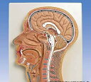【送料無料】【無料健康相談 対象製品】3B社 頭部断面模型 頭部断面モデル正中矢状断 (c12) 人体模型