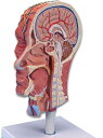頭部を正中断した半頭モデル。外側と断面側の頭部と頚部の浅層深層断面の構造を表示しています。スタンド付。 主要な器官には番号が書かれており同梱のキーカードで名称の確認ができます。 22x18x46cm 1.1kg キーカード（解説書）付属 スタンド付 02dw09 【1105送料無料-s】■キャンペーンID■【koushin0201】free 【koushin0201】point 【koushin0201】sale頭部を正中断し内部構造を再現