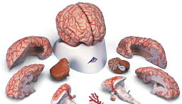 【送料無料】【無料健康相談 対象製品】3B社　脳模型 脳9分解モデル動脈付 (c20) 人体模型