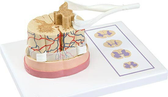楽天Shop de clinic楽天市場店【送料無料】【無料健康相談付】3B社　脊髄模型 脊髄と脊髄神経根モデル （c41） 人体模型