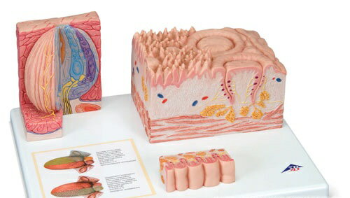 この舌の組織構造モデルは拡大した舌の様々な組織を1つの模型で再現しています。実物大の舌のモデル（背面）様々な舌乳頭の拡大モデル（10〜20倍大）味覚芽の拡大モデル（約450倍大）で構成され台座に取り付けられています。台座には舌の知覚神経支配...