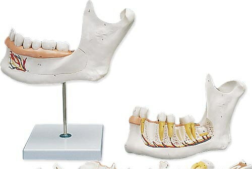 【送料無料】【無料健康相談 対象製品】3B社　歯・口腔模型 下顎3倍大・6分解モデル (d25) 人体模型