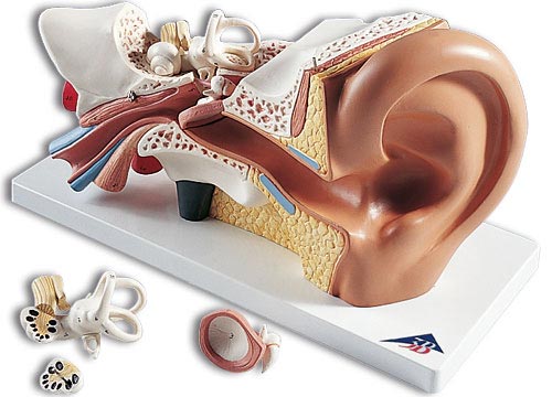 【送料無料】【無料健康相談 対象製品】3B社　平衡聴覚器模型（耳模型） 平衡聴覚器3倍大・4分解モデル標準型 (e10) 人体模型