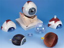 【送料無料】【無料健康相談 対象製品】3B社　眼球模型 視覚器(眼球)5倍大・7分解ジャイアントモデル眼窩床付 (f11) 人体模型