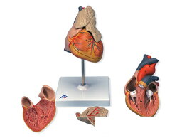 【送料無料】【無料健康相談 対象製品】3B社　心臓模型 心臓胸腺付・3分解モデル (g08-1) 人体模型