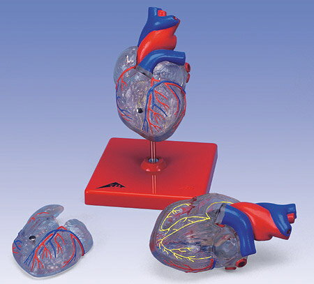 【送料無料】【無料健康相談付】3B社　心臓模型　心臓透明型・2分解モデル刺激伝導系付 (g08-3） 人体模型