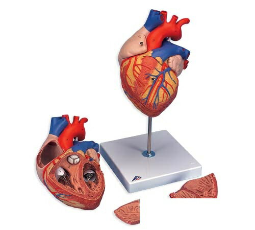 楽天Shop de clinic楽天市場店【送料無料】【無料健康相談 対象製品】3B社　心臓模型　心臓2倍大・4分解・ジャイアントモデル （g12） 人体模型