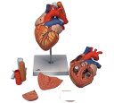 教室や講義室での授業プレゼンテーションに最適な2倍大サイズです。前壁と心房壁は取り外し可能です。さらに食道上部上行大動脈分岐部までの気管が付属しています。 32x18x18cm キーカード（解説書）付属 スタンド付 02dw09 【1105送料無料-s】■キャンペーンID■【koushin0201】free 【koushin0201】point 【koushin0201】sale食道・気管・大動脈付、2倍大心臓模型