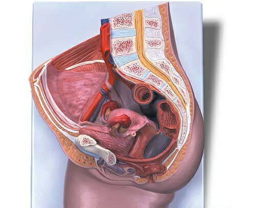 【送料無料】【無料健康相談 対象製品】3B社 生殖器 骨盤模型 女性骨盤内臓器2分解モデル （h10) 人体模型