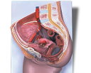 【送料無料】【無料健康相談 対象製品】3B社　生殖器・骨盤模型　女性骨盤内臓器2分解モデル　（h10) 人体模型