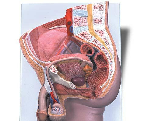 【送料無料】【無料健康相談 対象製品】3B社 生殖器 骨盤模型 男性骨盤内臓器2分解モデル （h11) 人体模型