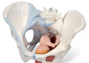 この女性骨盤4分解モデルは骨盤靭帯骨盤底筋女性骨盤内臓を再現しています。 右骨盤では靱帯左骨盤では骨盤底筋を再現しています。 球海綿体筋は部分的に取り外し可能で前庭球とバルトリン腺を確認できます。膀胱・膣・子宮・直腸を通る正中矢状断面が示さ...
